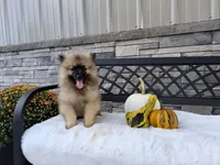Carson, a male Keeshond for sale in Montgomery, IN – 2 of 6
