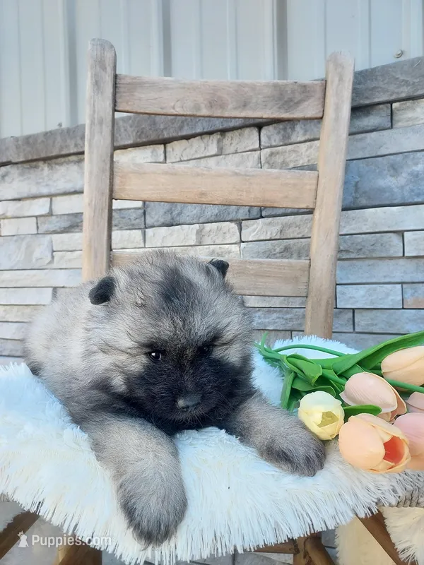 Alyse – Keeshond puppy for sale in Montgomery, IN
