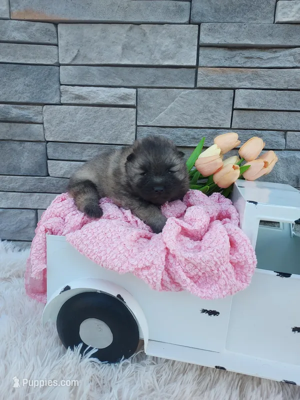Alyse – Keeshond puppy for sale in Montgomery, IN