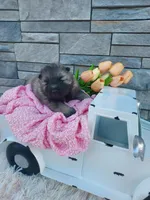 Alyse, a female Keeshond for sale in Montgomery, IN – Photo 2 of 2