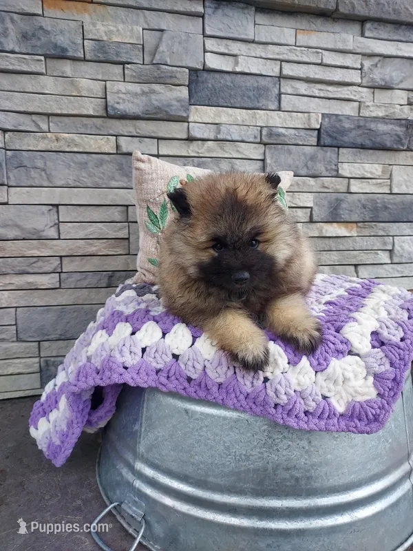 Alyse – Keeshond puppy for sale in Montgomery, IN