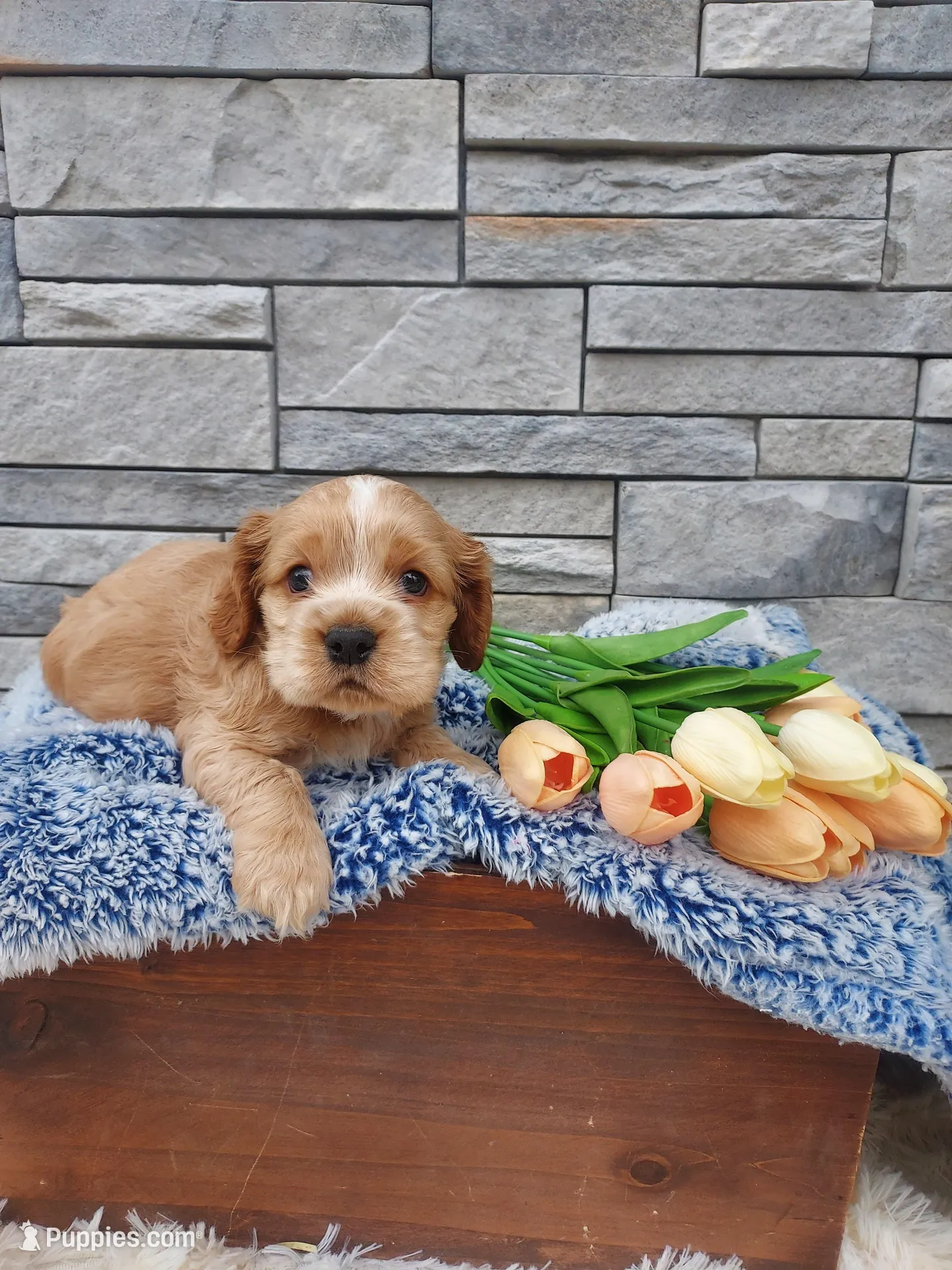 Max, a male Cocker Spaniel for sale in Montgomery, IN – Photo 3 of 4