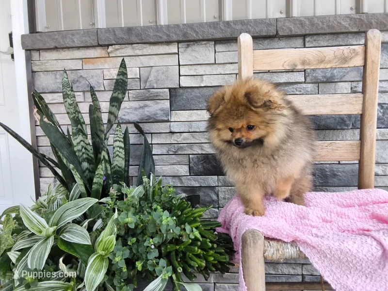 Sherry – Pomeranian puppy for sale in Montgomery, IN