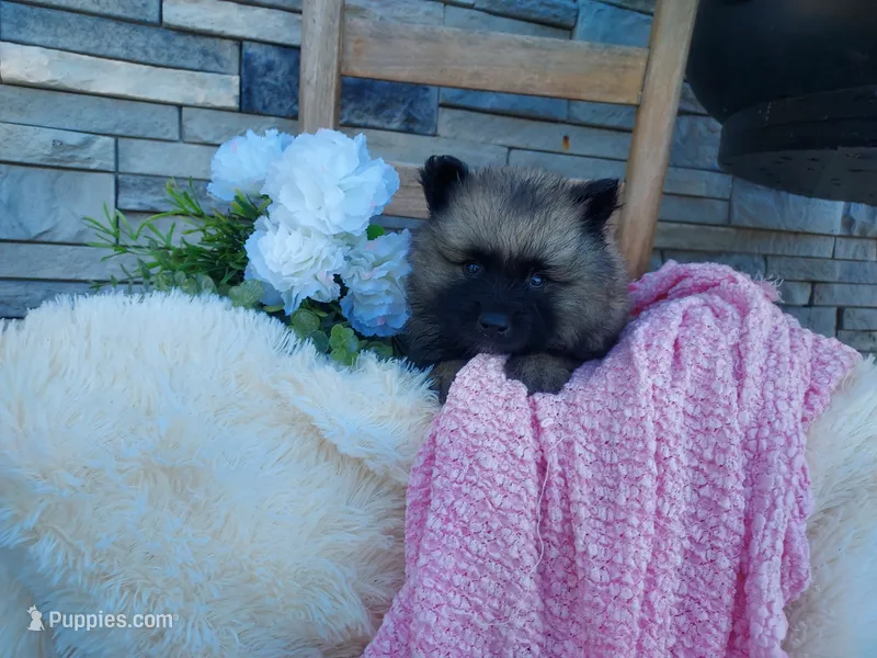 Shannia – Keeshond puppy for sale in Montgomery, IN