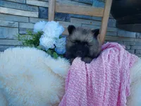 Shannia, a female Keeshond for sale in Montgomery, IN – 1 of 2