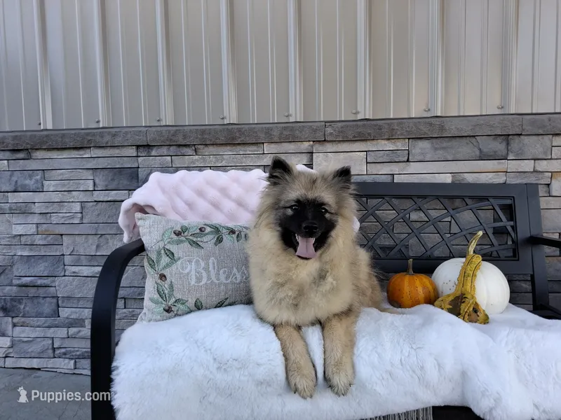 Deanna – Keeshond puppy for sale in Montgomery, IN