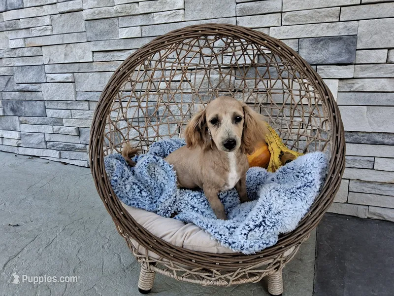 Sammy – Maltipoo puppy for sale in Montgomery, IN
