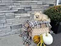Hunter, a male Pomeranian for sale in Montgomery, IN – 3 of 4