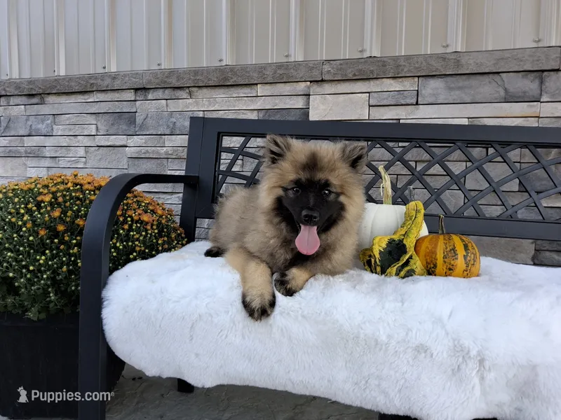 Donnie – Keeshond puppy for sale in Montgomery, IN