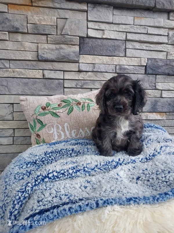 Milo – Cocker Spaniel puppy for sale in Montgomery, IN