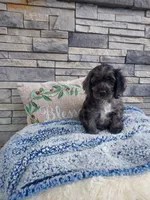 Milo, a male Cocker Spaniel for sale in Montgomery, IN – 1 of 4