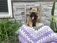 Shannia, a female Keeshond for sale in Montgomery, IN – 2 of 3