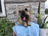 Darrin, a male Keeshond for sale in Montgomery, IN – 4 of 6