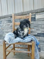 Seth, a male Cocker Spaniel for sale in Montgomery, IN – Photo 3 of 3
