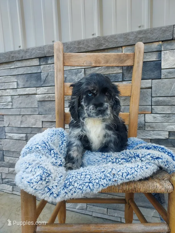 Seth – Cocker Spaniel puppy for sale in Montgomery, IN
