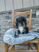 Seth, a male Cocker Spaniel for sale in Montgomery, IN – Photo 1 of 3