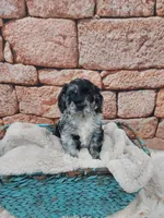 Seth, a male Cocker Spaniel for sale in Montgomery, IN – Photo 2 of 3