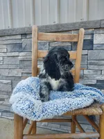 Seth, a male Cocker Spaniel for sale in Montgomery, IN – Photo 2 of 3