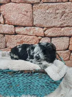 Seth, a male Cocker Spaniel for sale in Montgomery, IN – Photo 3 of 3