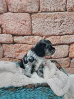 Seth, a male Cocker Spaniel for sale in Montgomery, IN – Photo 1 of 3