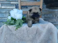 Shanna, a female Keeshond for sale in Montgomery, IN – 2 of 3