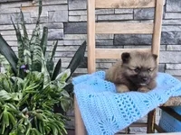 Carson, a male Keeshond for sale in Montgomery, IN – 3 of 3