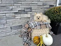 Hunter, a male Pomeranian for sale in Montgomery, IN – 2 of 4