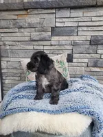 Milo, a male Cocker Spaniel for sale in Montgomery, IN – 3 of 4