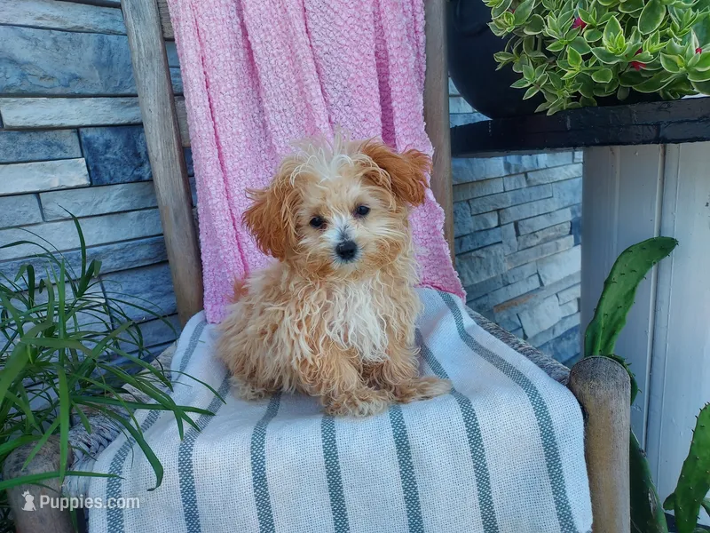 Lana – Maltipoo puppy for sale in Montgomery, IN