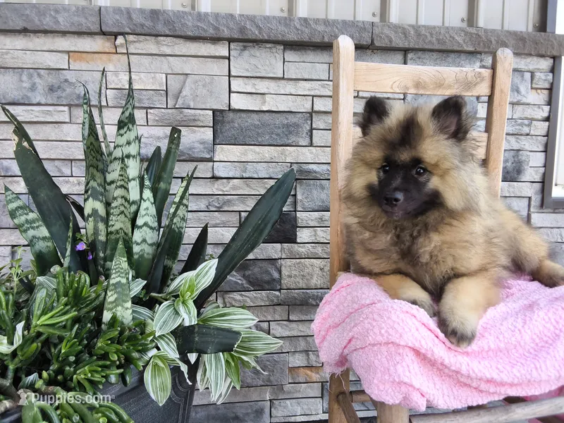 Susan – Keeshond puppy for sale in Montgomery, IN