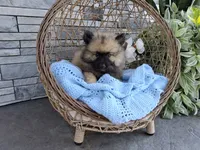 Charlie, a male Keeshond for sale in Montgomery, IN – 2 of 2