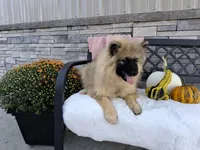 Deanna, a female Keeshond for sale in Montgomery, IN – 3 of 9