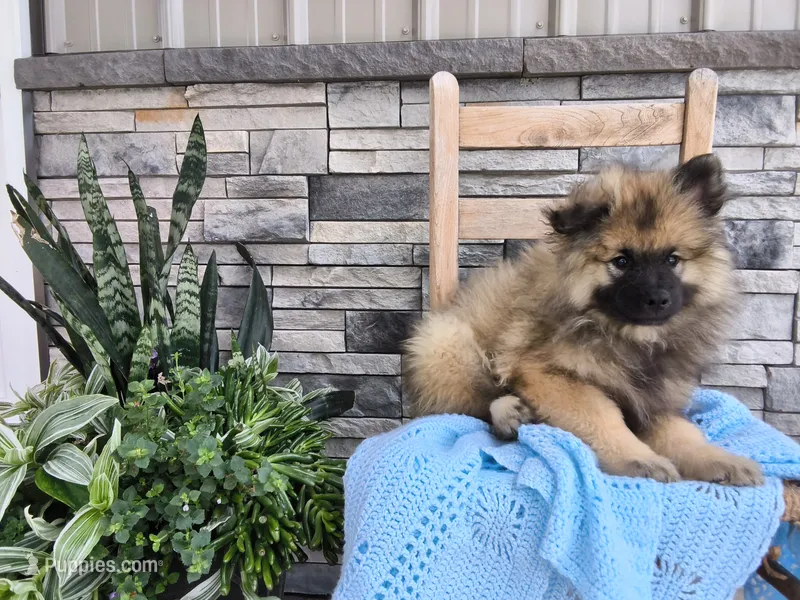 Daniel – Keeshond puppy for sale in Montgomery, IN