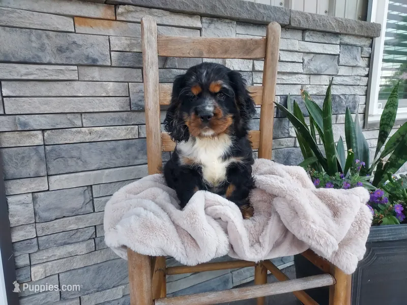 Marlin – Cocker Spaniel puppy for sale in Montgomery, IN