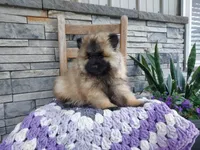 Alyse, a female Keeshond for sale in Montgomery, IN – 3 of 3