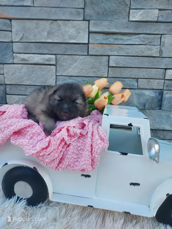 Alayna – Keeshond puppy for sale in Montgomery, IN