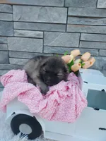 Alayna, a female Keeshond for sale in Montgomery, IN – Photo 2 of 3