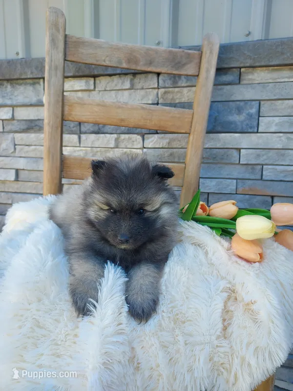 Alayna – Keeshond puppy for sale in Montgomery, IN