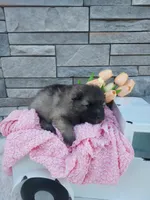 Alayna, a female Keeshond for sale in Montgomery, IN – Photo 3 of 3