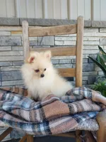 Heidi, a female Pomeranian for sale in Montgomery, IN – 2 of 3