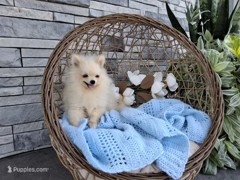 Hunter – Pomeranian puppy for sale in Montgomery, IN