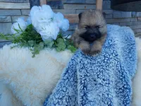 Stanley, a female Keeshond for sale in Montgomery, IN – 3 of 3