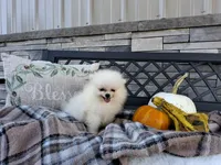 Caleb, a male Pomeranian for sale in Montgomery, IN – 2 of 6