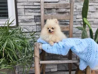 Hunter , a male Pomeranian for sale in Montgomery, IN – 3 of 6
