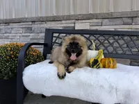 Donnie, a male Keeshond for sale in Montgomery, IN – 2 of 4