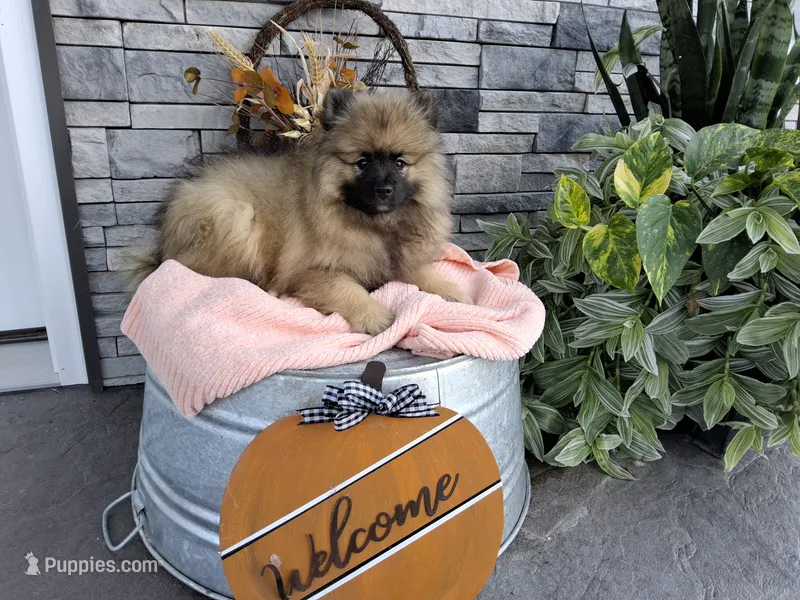 Callie – Keeshond puppy for sale in Montgomery, IN
