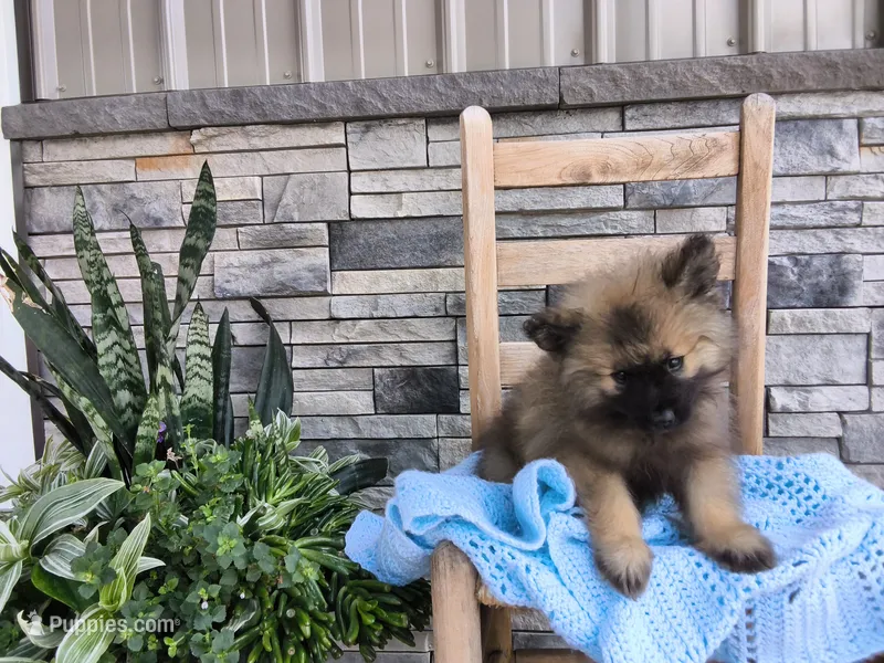 Donnie – Keeshond puppy for sale in Montgomery, IN