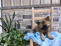 Donnie, a male Keeshond for sale in Montgomery, IN – 3 of 3
