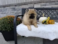 Callie, a female Keeshond for sale in Montgomery, IN – 1 of 2