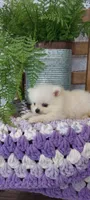 Wilma, a male Pomeranian for sale in Montgomery, IN – Photo 2 of 3